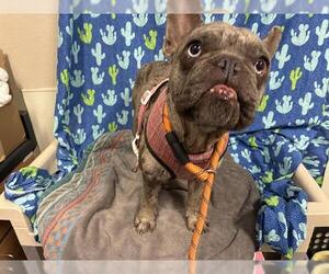 French Bulldog Dogs for adoption in Modesto, CA, USA
