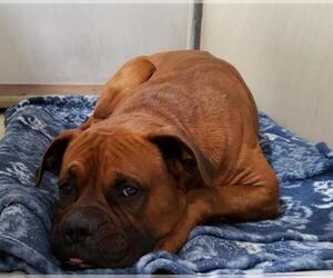 Boxer Dogs for adoption in Bakersfield, CA, USA