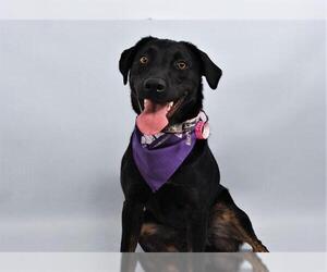 Labrador Retriever Dogs for adoption in Fort Collins, CO, USA