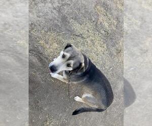 Australian Shepherd-Siberian Husky-Unknown Mix Dogs for adoption in Chama, NM, USA