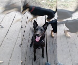Shollie Dogs for adoption in Pipe Creek, TX, USA