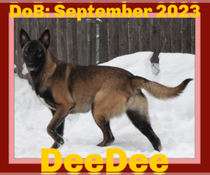 Mutt Dogs for adoption in Sebec, ME, USA