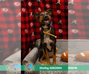 German Shepherd Dog-Unknown Mix Dogs for adoption in Mobile, AL, USA