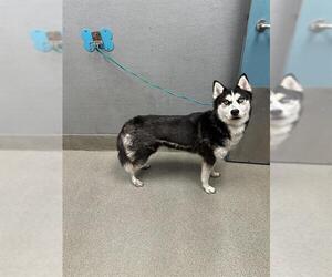 Siberian Husky-Unknown Mix Dogs for adoption in Las Vegas, NV, USA
