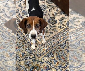 Medium Photo #1 Treeing Walker Coonhound Puppy For Sale in Knoxville , TN, USA