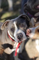 Staffordshire Bull Terrier Dogs for adoption in Fresno, CA, USA