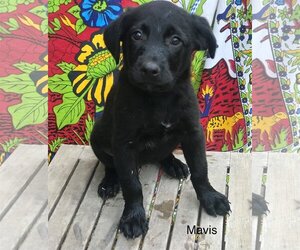 Labrador Retriever-Unknown Mix Dogs for adoption in Pawtucket, RI, USA