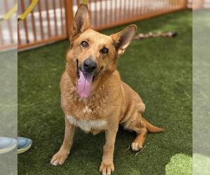 German Shepherd Dog-Unknown Mix Dogs for adoption in Las Vegas, NV, USA