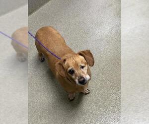 Dachshund-Unknown Mix Dogs for adoption in Las Vegas, NV, USA