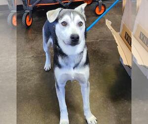 Huskies -Unknown Mix Dogs for adoption in Rockwall, TX, USA
