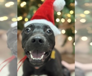 Mutt Dogs for adoption in Sandy, UT, USA