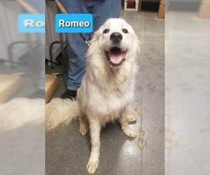 Great Pyrenees Dogs for adoption in Richmond, IN, USA