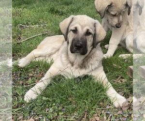 Anatolian Shepherd Dogs for adoption in Vail, AZ, USA