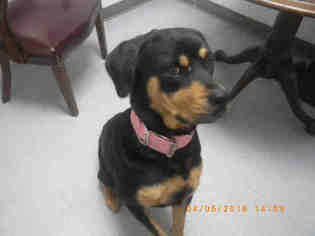 Rottweiler Dogs for adoption in Augusta, GA, USA