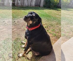 Miniature Pinscher-Unknown Mix Dogs for adoption in Spring, TX, USA