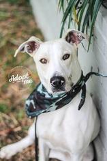 Greyhound-Pointer Mix Dogs for adoption in Oakville, WA, USA