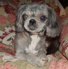 Shih Tzu Dogs for adoption in Old Fort , NC, USA