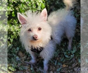 Poodle (Miniature)-Unknown Mix Dogs for adoption in PORTLAND, OR, USA