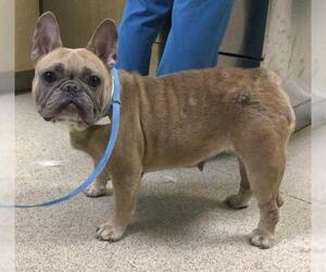 French Bulldog Dogs for adoption in Riverside, CA, USA