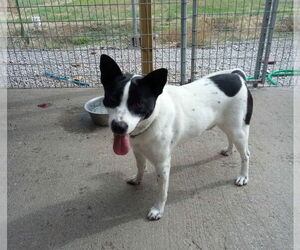 Mutt Dogs for adoption in Foristell, MO, USA