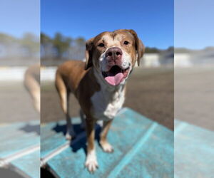 Mutt Dogs for adoption in Virginia Beach, VA, USA