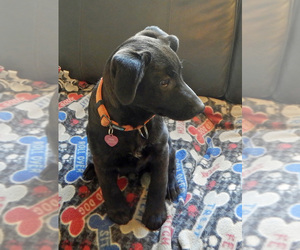 Borador Dogs for adoption in Grovertown, IN, USA