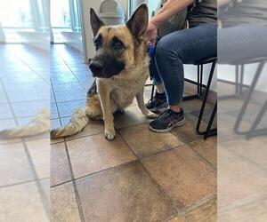 German Shepherd Dog Dogs for adoption in Pueblo, CO, USA