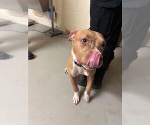 American Pit Bull Terrier Dogs for adoption in Sanford, FL, USA