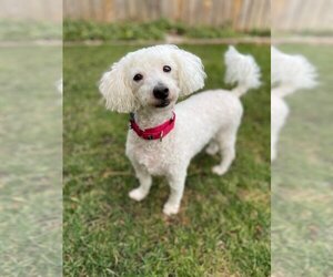 Bichon Frise-Unknown Mix Dogs for adoption in Brights Grove, Ontario, Canada