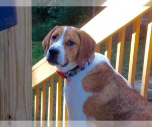 English Foxhound-Harrier Mix Dogs for adoption in Cool Ridge, WV, USA