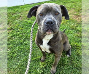 Mutt Dogs for adoption in Long Beach, CA, USA