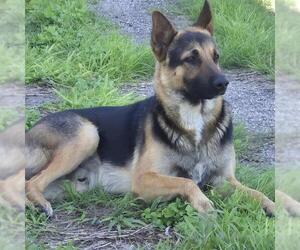 German Shepherd Dog Dogs for adoption in San Antonio, TX, USA