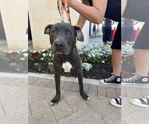 American Pit Bull Terrier-Labrador Retriever Mix Dogs for adoption in The Woodlands, TX, USA