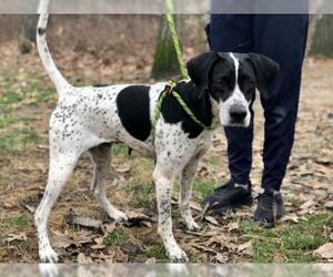 Pointer Dogs for adoption in Jackson , NJ, USA