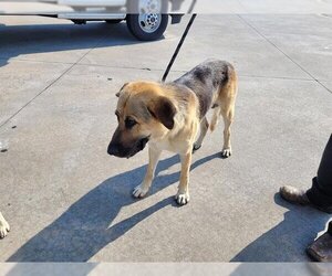 German Shepherd Dog Dogs for adoption in Houston, TX, USA