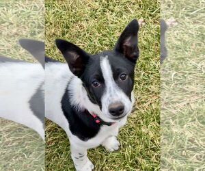 Mutt Dogs for adoption in Sandy, UT, USA