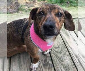 Basschshund Dogs for adoption in Fairmont, WV, USA