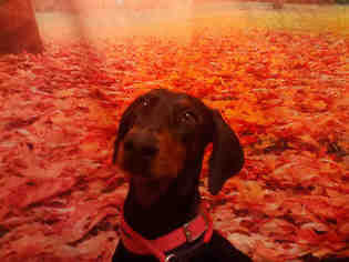 Medium Photo #1 Doberman Pinscher Puppy For Sale in Forestville, MD, USA