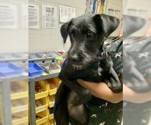 Mutt Dogs for adoption in Oak Bluffs, MA, USA