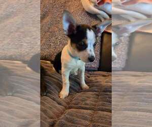 Chihuahua-Unknown Mix Dogs for adoption in Aurora, IN, USA