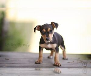Chiweenie Dogs for adoption in Shreveport, LA, USA