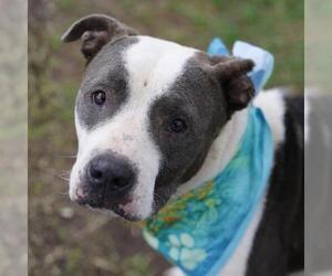 American Staffordshire Terrier-Unknown Mix Dogs for adoption in San Antonio, TX, USA