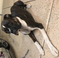 Boxer-Unknown Mix Dogs for adoption in Petaluma, CA, USA