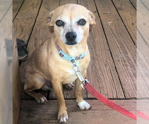 Chihuahua Dogs for adoption in Rutherfordton, NC, USA