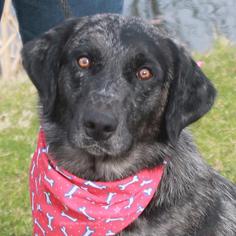 Sheprador Dogs for adoption in Garfield Heights, OH, USA