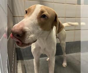 Mutt Dogs for adoption in San Antonio, TX, USA