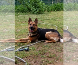 German Shepherd Dog Dogs for adoption in Silver Spring, MD, USA