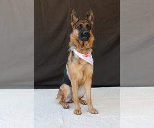 German Shepherd Dog Dogs for adoption in Pasadena, CA, USA