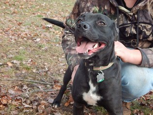American Pit Bull Terrier-Unknown Mix Dogs for adoption in Lewistown, PA, USA