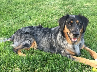 Australian Retriever Dogs for adoption in SHERBURNE, NY, USA